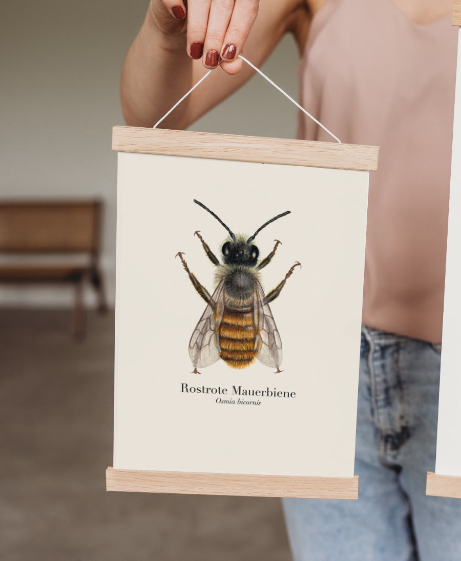 Kunstdruck der Rostroten Mauerbiene in Posterleiste aus Eichenholz – minimalistische Naturdeko