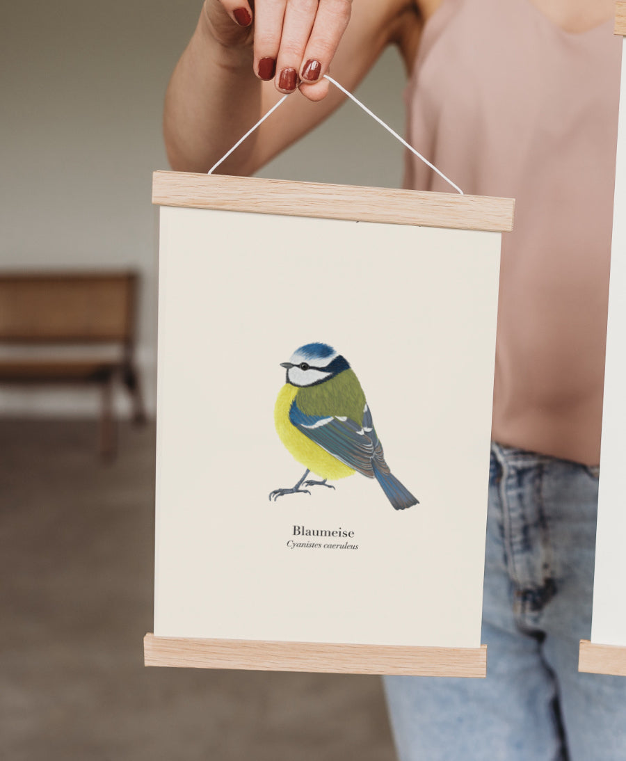 Blaumeise Illustration – A4 Druck in der Posterleiste
