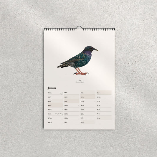 Star Illustration im Vogelkalender 2026 – Sturnus vulgaris