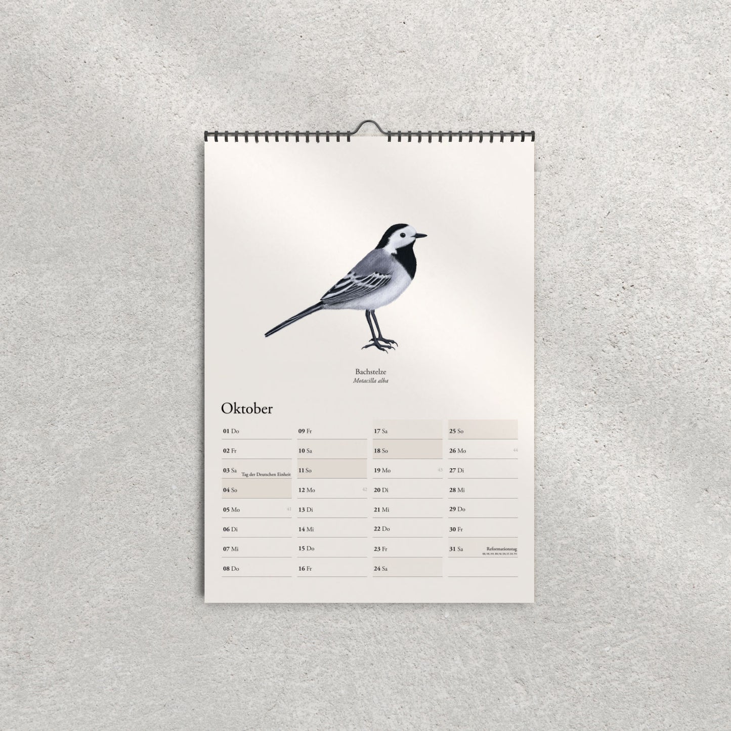 Bachstelze Illustration – Kalender 2026 Oktober – Motacilla alba