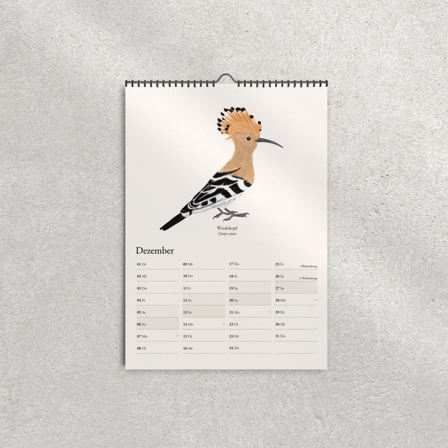 Wiedehopf Illustration – Kalenderblatt Dezember – Upupa epops