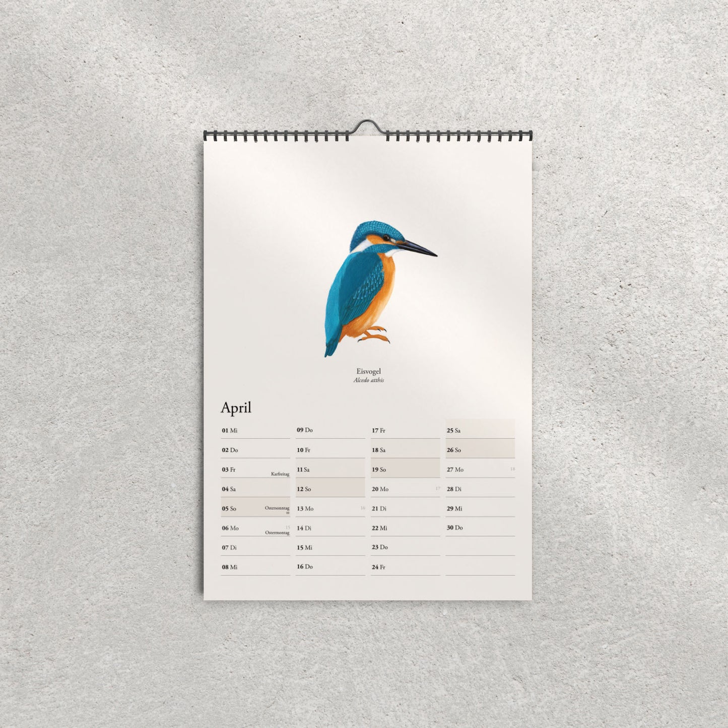 Eisvogel Illustration im Kalender 2026 – Alcedo atthis