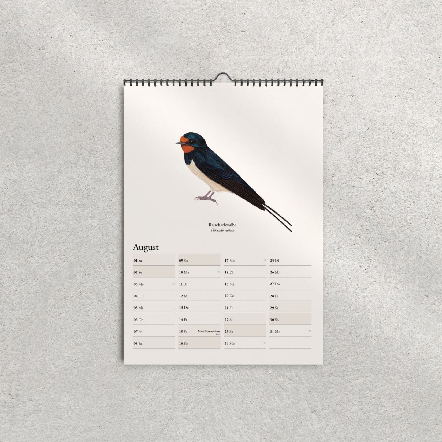 Rauchschwalbe Illustration – Kalenderblatt August – Hirundo rustica