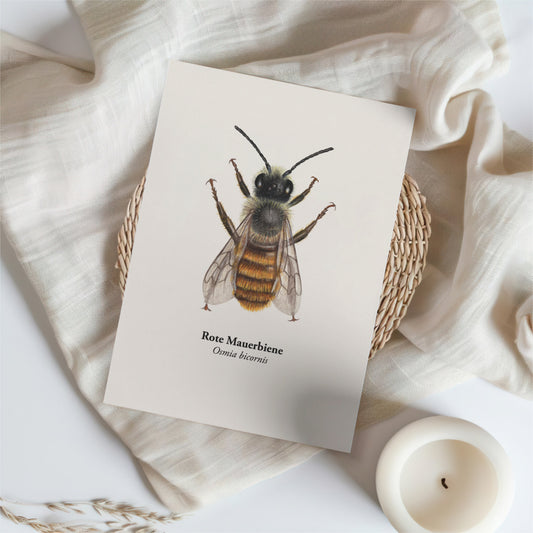 Nahaufnahme der Wildbiene Osmia bicornis als naturgetreue Zeichnung auf Postkarte