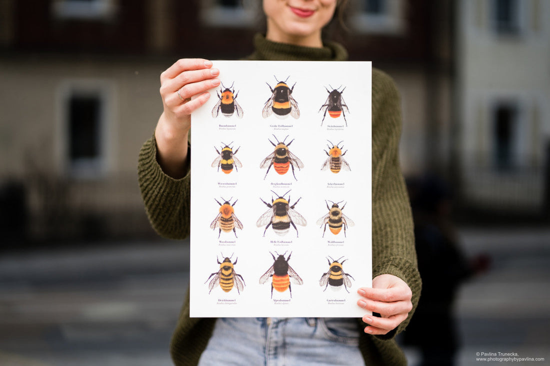 Hummel Poster mit 12 heimischen Hummelarten – naturgetreue Illustrationen von Tereza Schott, terillu.de