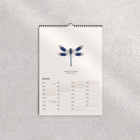 Gebänderte Prachtlibelle – Januar-Motiv im Wandkalender 2026