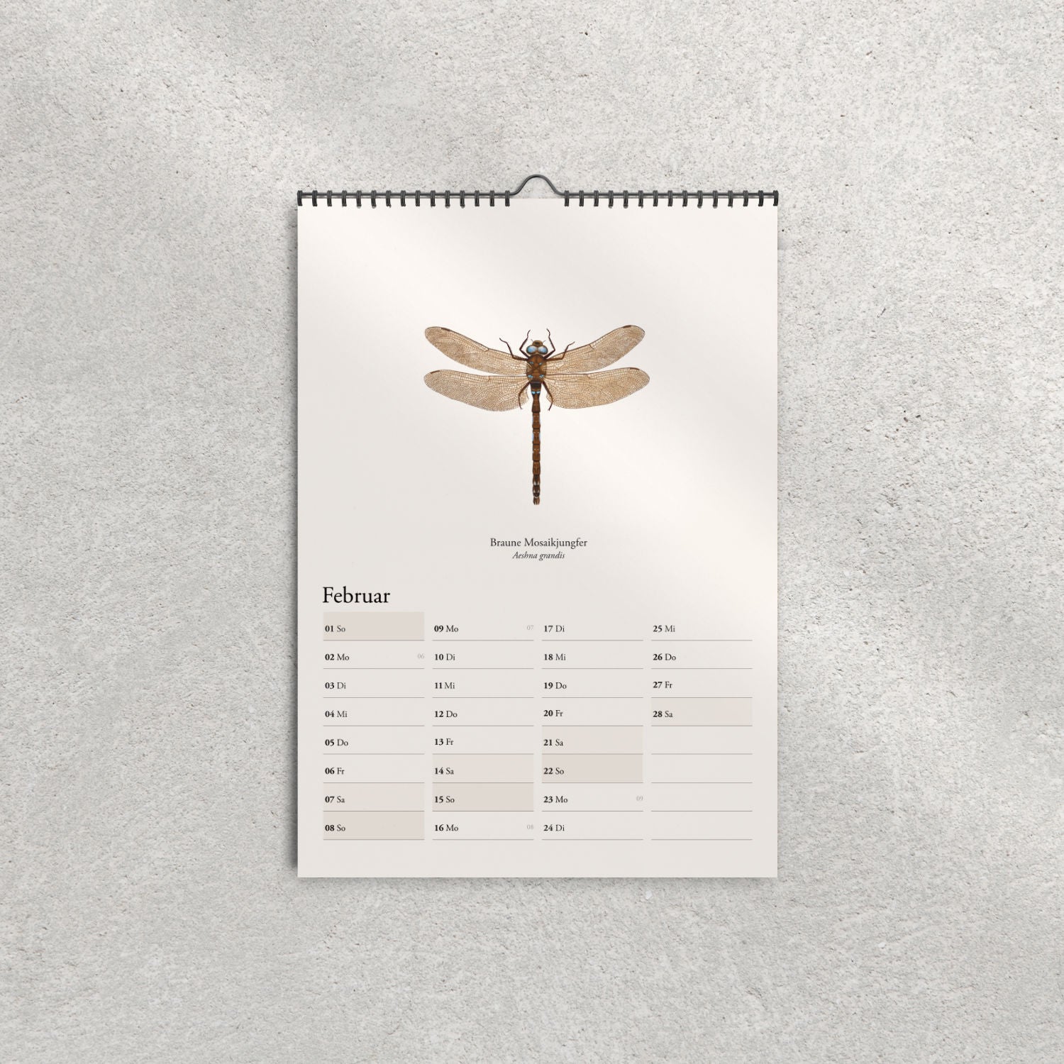 Braune Mosaikjungfer – Februar-Illustration im Libellenkalender