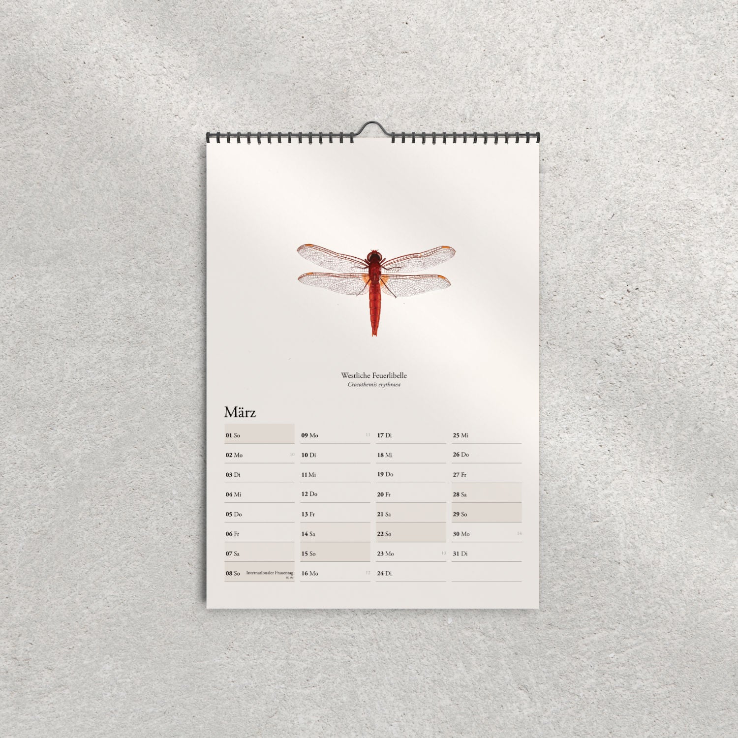 Westliche Feuerlibelle – Märzbild im Kalender mit Libellen