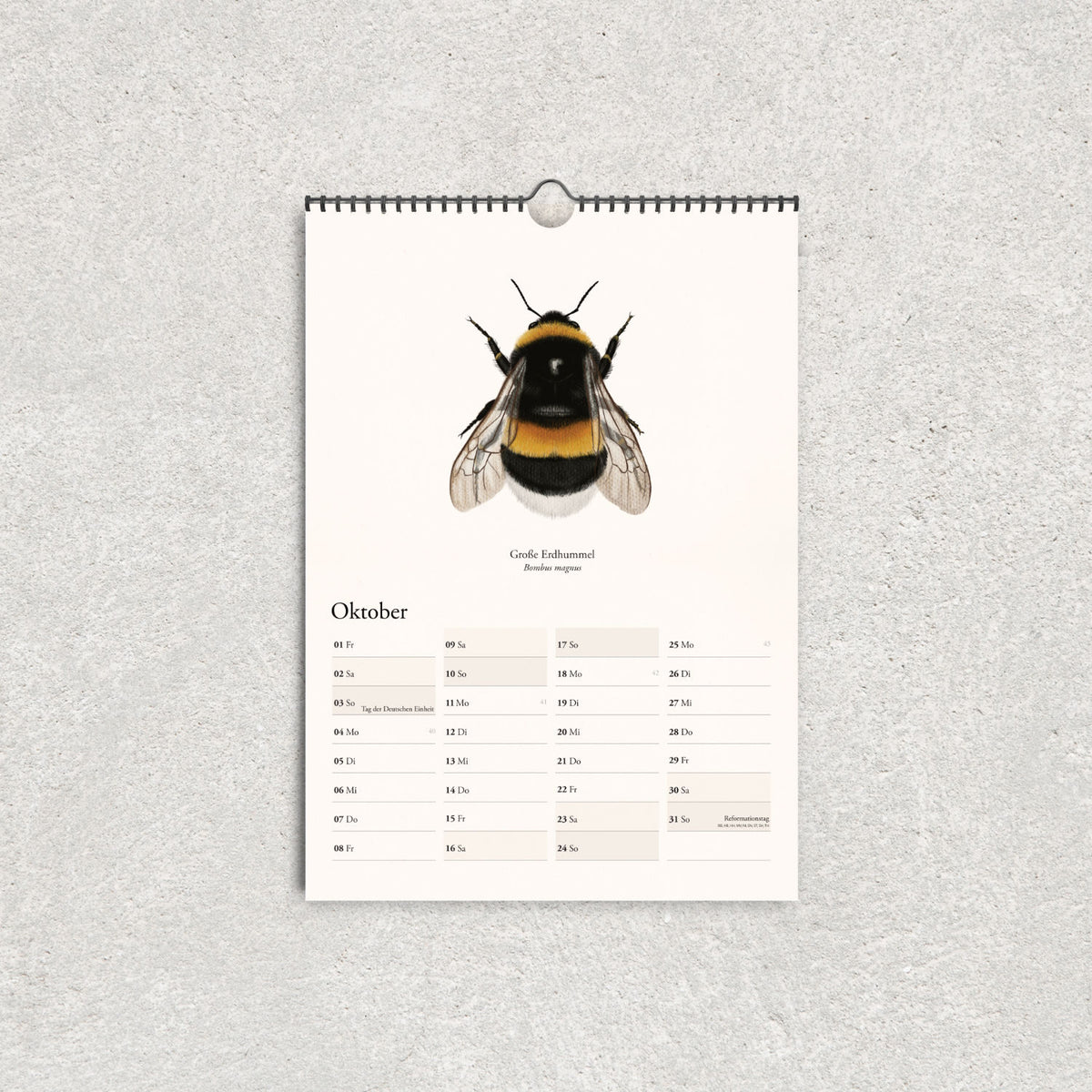 Große Erdhummel als detaillierte Naturillustration auf dem Oktoberblatt des Hummelkalenders