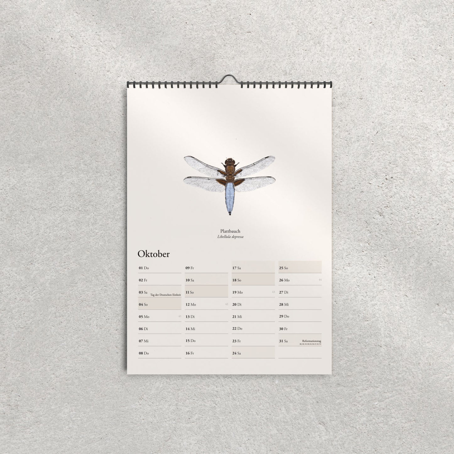 Plattbauch – detaillierte Libellenillustration im Kalender