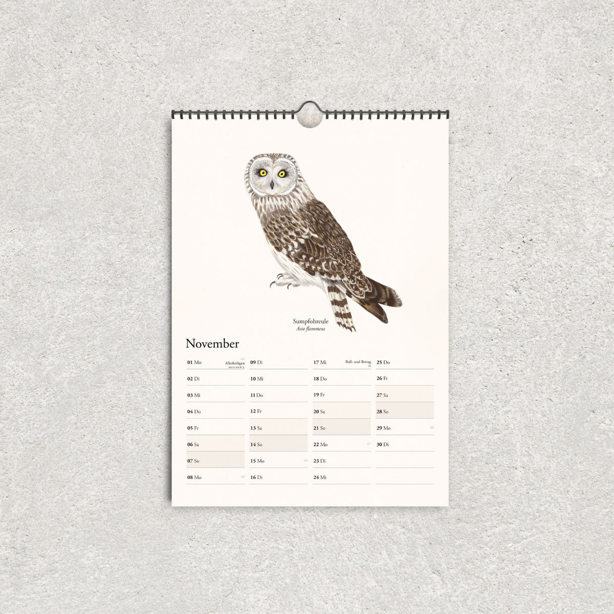 Illustrierter Naturkalender mit Sumpfohreule und Kalendarium für November 2027