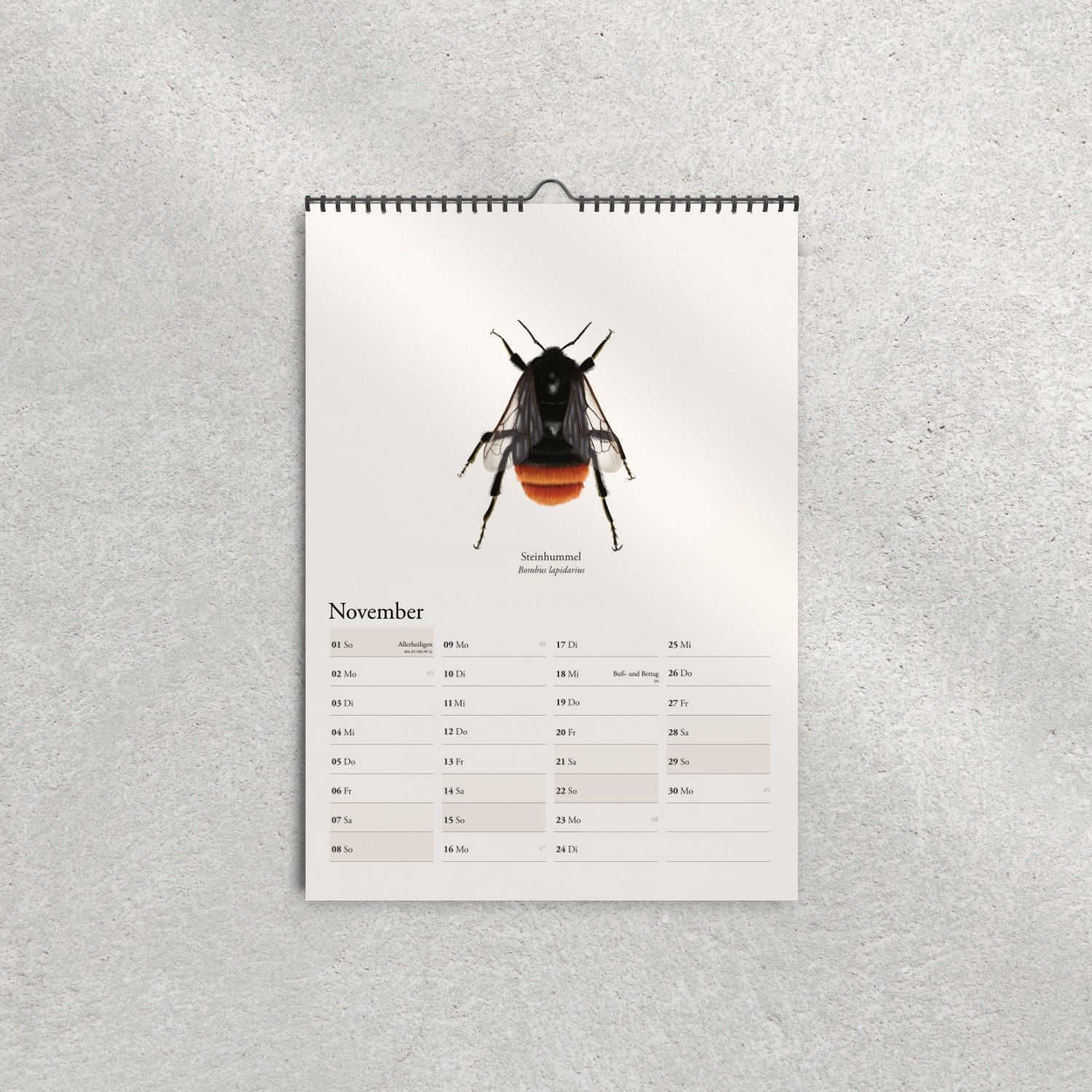 Illustration der Steinhummel (Bombus lapidarius) – Novemberblatt im Hummelkalender