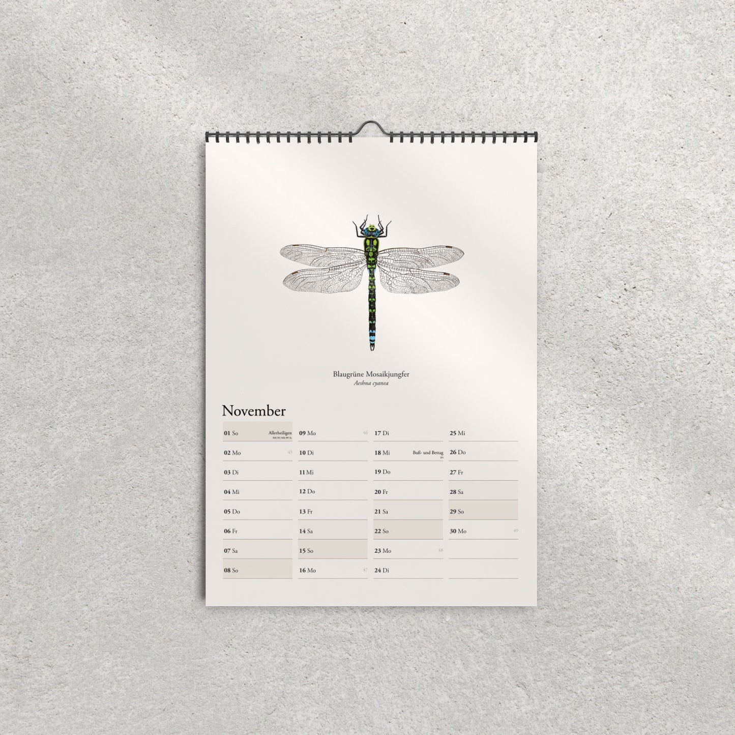 Libellen Kalender 2026 – Illustrierter Wandkalender mit heimischen Libellen