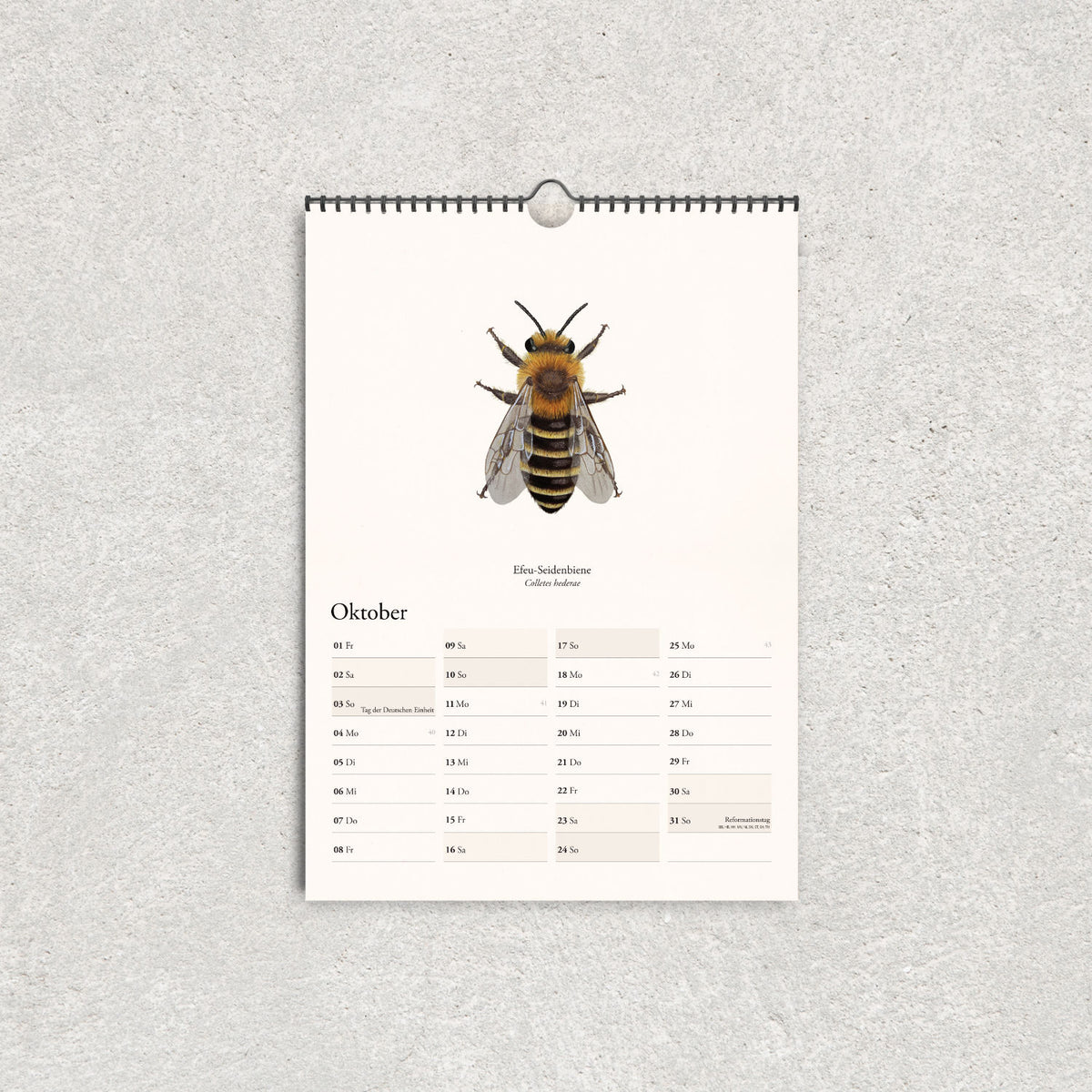 Oktober-Kalenderblatt des Bienenkalenders 2027 mit Zeichnung der Efeu-Seidenbiene