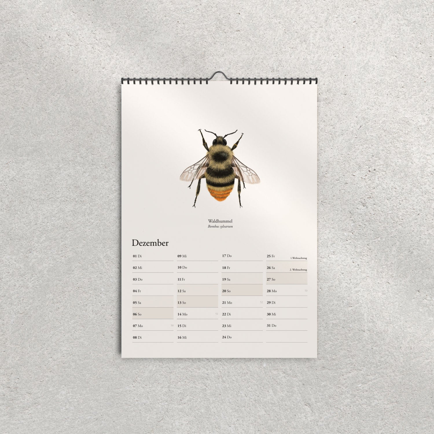 Illustration der Waldhummel (Bombus sylvarum) – Dezemberblatt im Hummelkalender