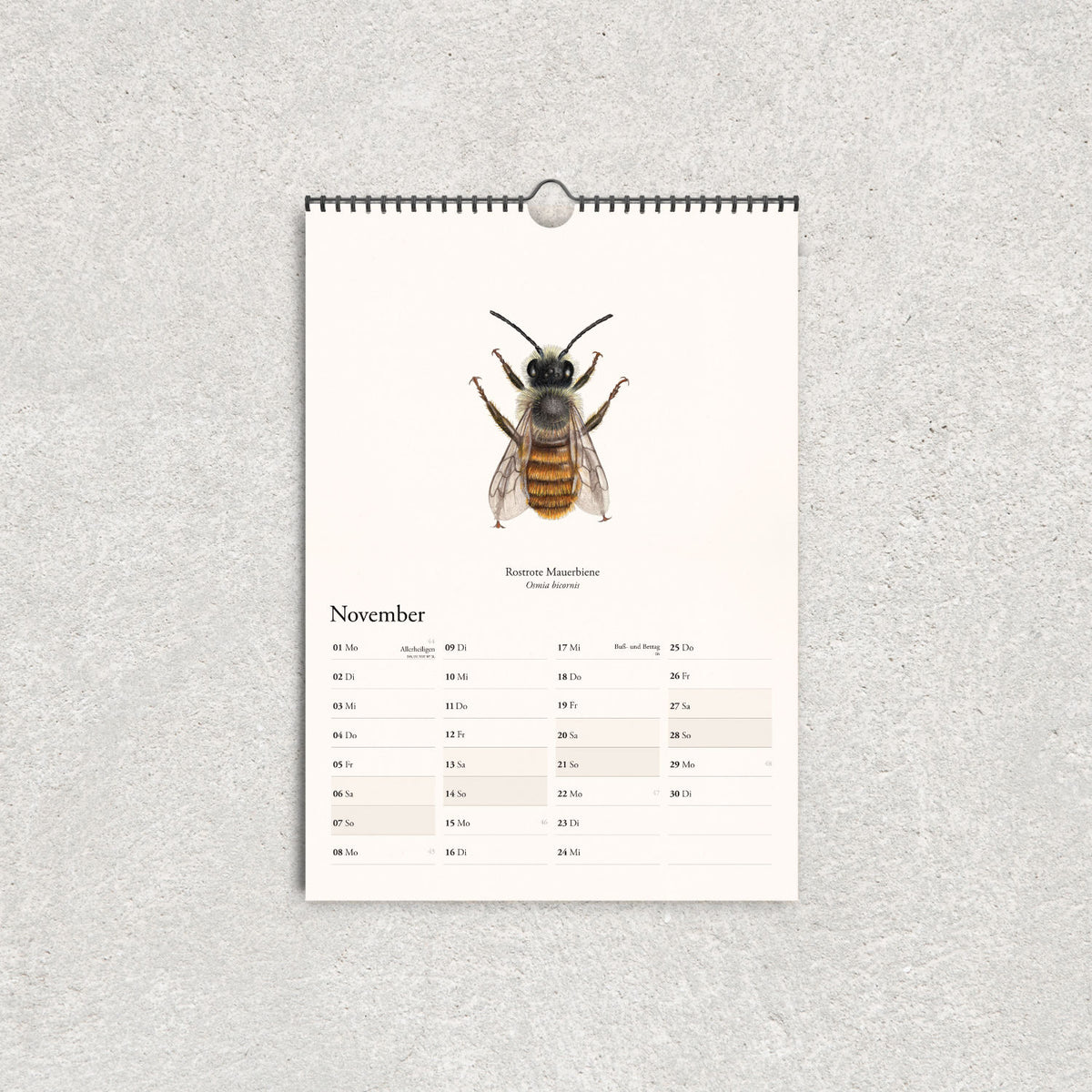 November im A3-Bienenkalender mit Illustration der Rostroten Mauerbiene und Platz für Notizen
