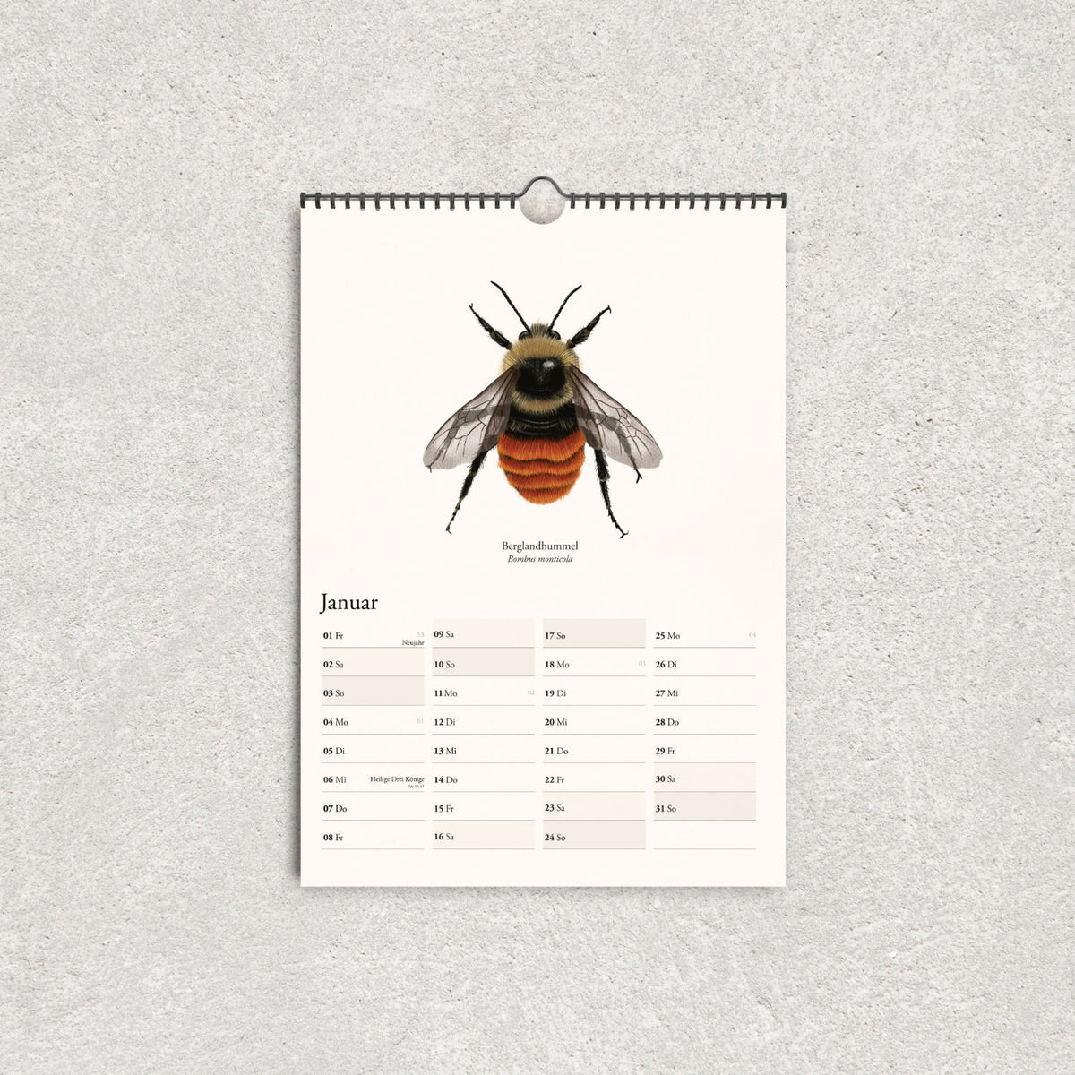 Hummelkalender 2027 mit handgezeichneter Berglandhummel und übersichtlichem Januar-Kalendarium