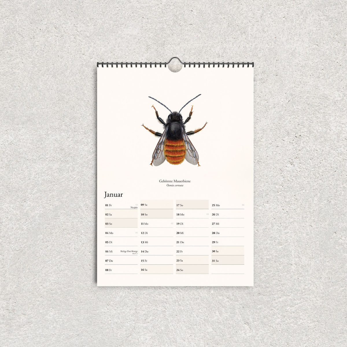 Januar im Bienen-Wandkalender 2027 mit Illustration der Gehörnten Mauerbiene und übersichtlichem Kalendarium