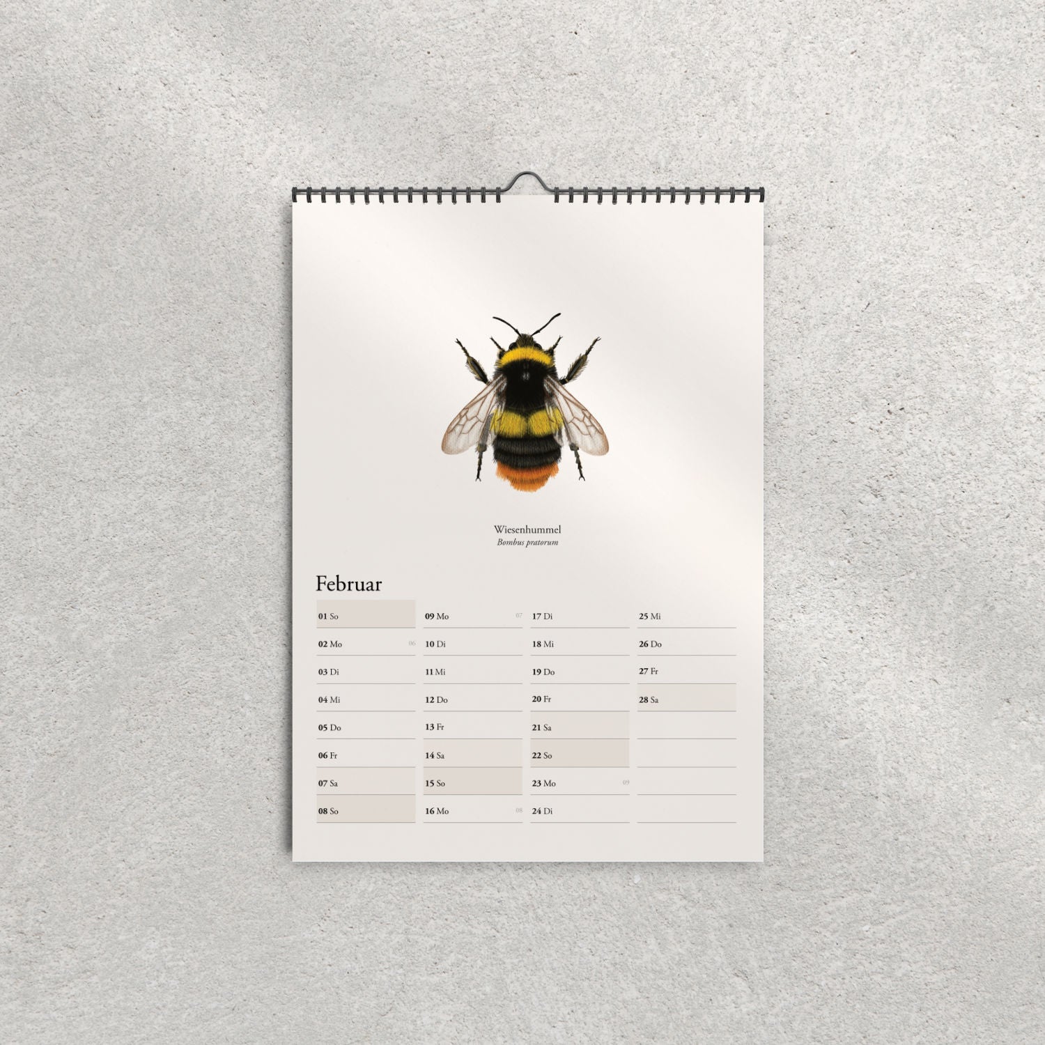 Illustration der Wiesenhummel (Bombus pratorum) – Februarblatt im Hummelkalender