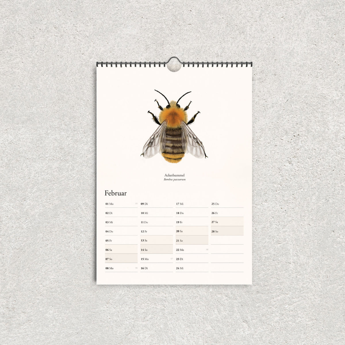 Ackerhummel als detaillierte Naturillustration auf dem Februarblatt des Hummelkalenders 2027