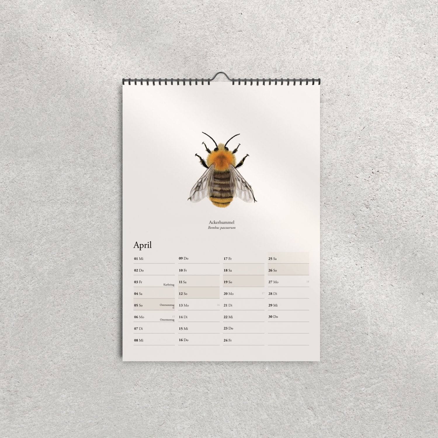 Illustration der Ackerhummel (Bombus pascuorum) – Aprilblatt im Hummelkalender