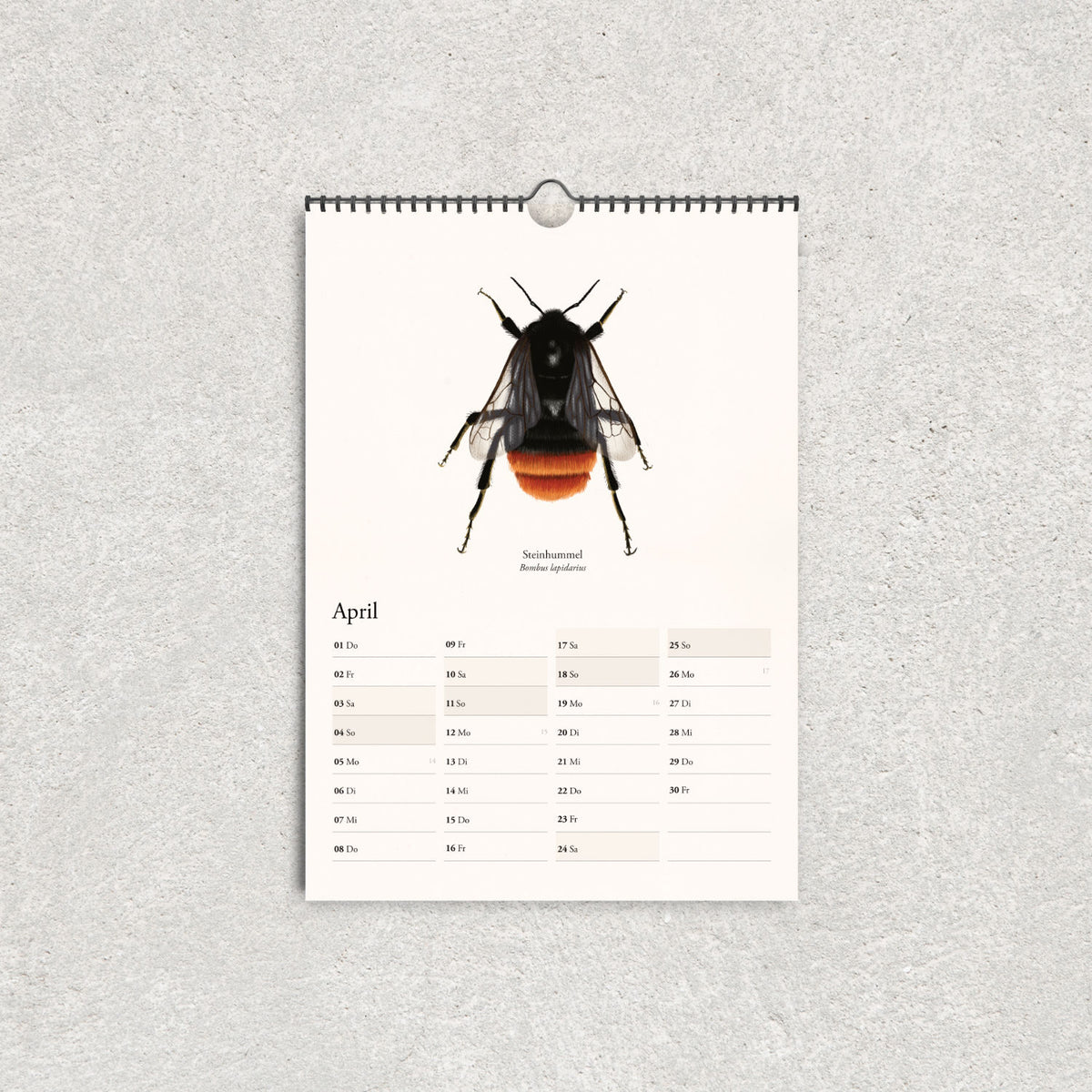 Steinhummel mit schwarzem Körper und rotem Hinterleib auf dem Aprilblatt des illustrierten Hummelkalenders