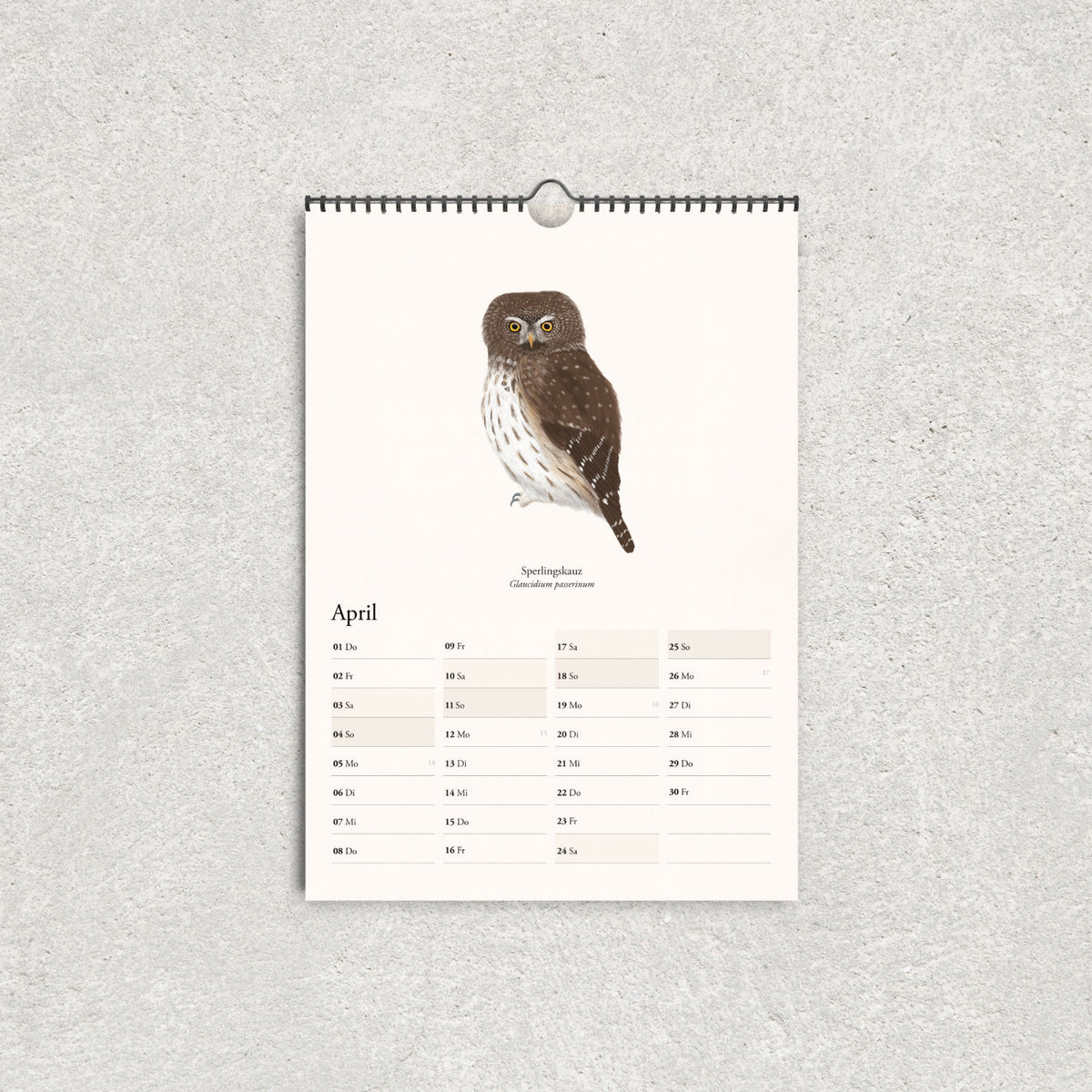 Eulenkalender 2027 mit naturgetreuer Illustration eines Sperlingskauzes im April