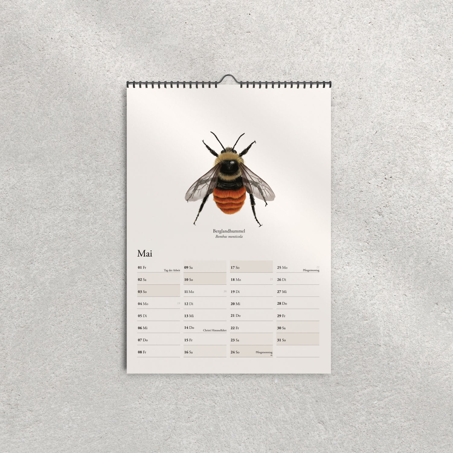 Illustration der Berglandhummel (Bombus monticola) – Maiblatt im Hummelkalender