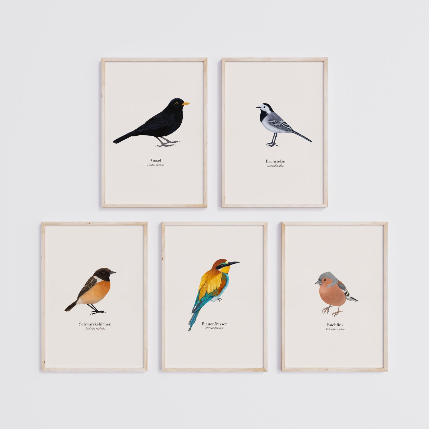 Heimische Vögel Poster Set – Amsel, Bachstelze, Schwarzkehlchen, Bienenfresser und Buchfink, naturgetreue Illustration von Terillu