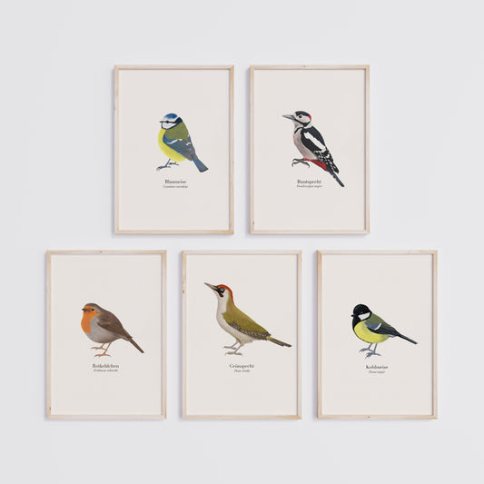 5er Poster Set heimische Vögel – Blaumeise, Buntspecht, Rotkehlchen, Grünspecht und Kohlmeise, von Hand illustriert, optional gerahmt