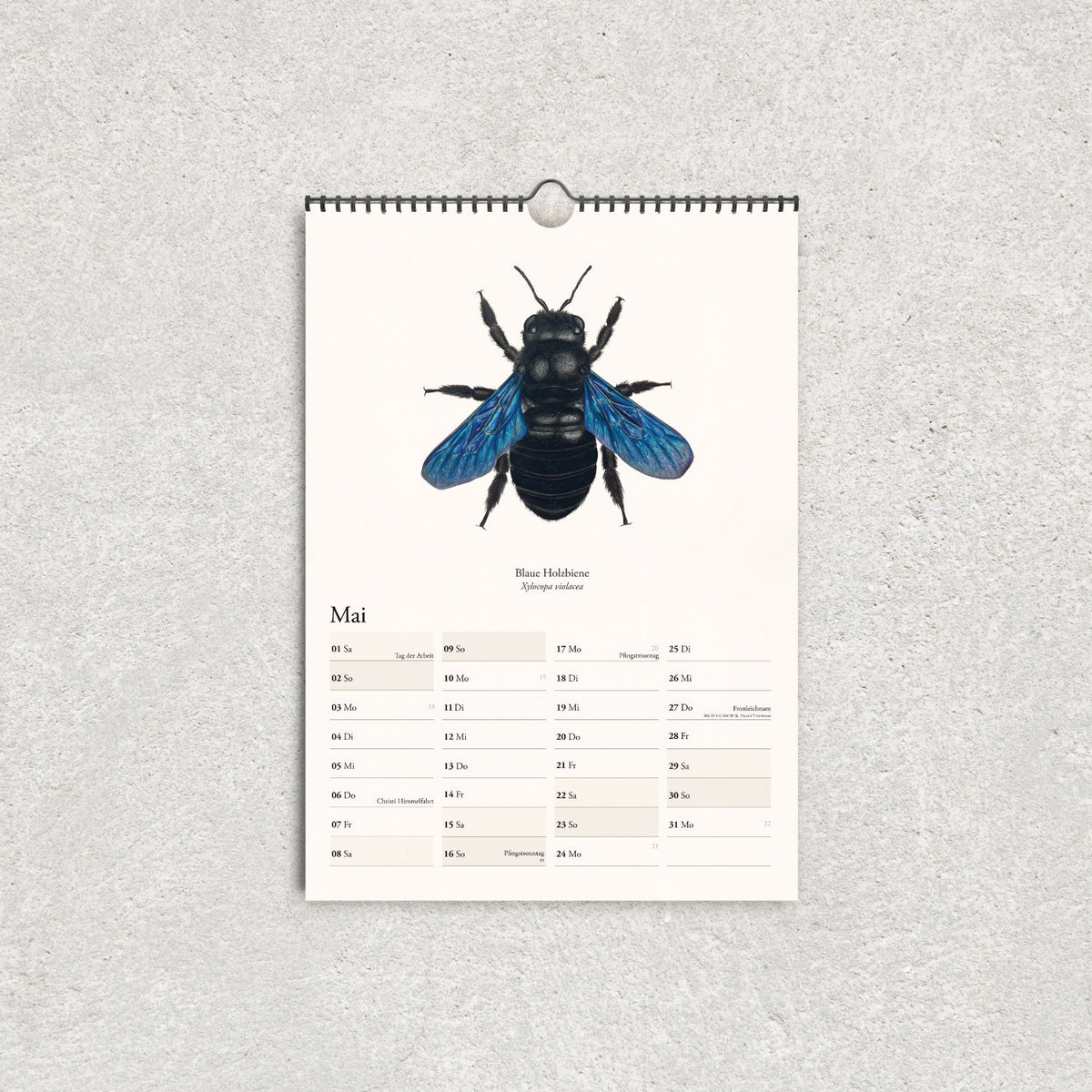 Bienenkalender 2027 mit detailreicher Zeichnung der Blauen Holzbiene und ihrem wissenschaftlichen Artnamen