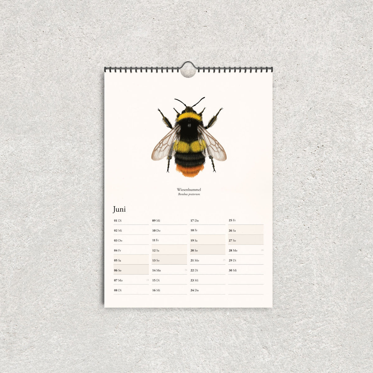 Wiesenhummel mit gelber und schwarzer Zeichnung und orangefarbenem Hinterleib auf dem Juni-Kalenderblatt