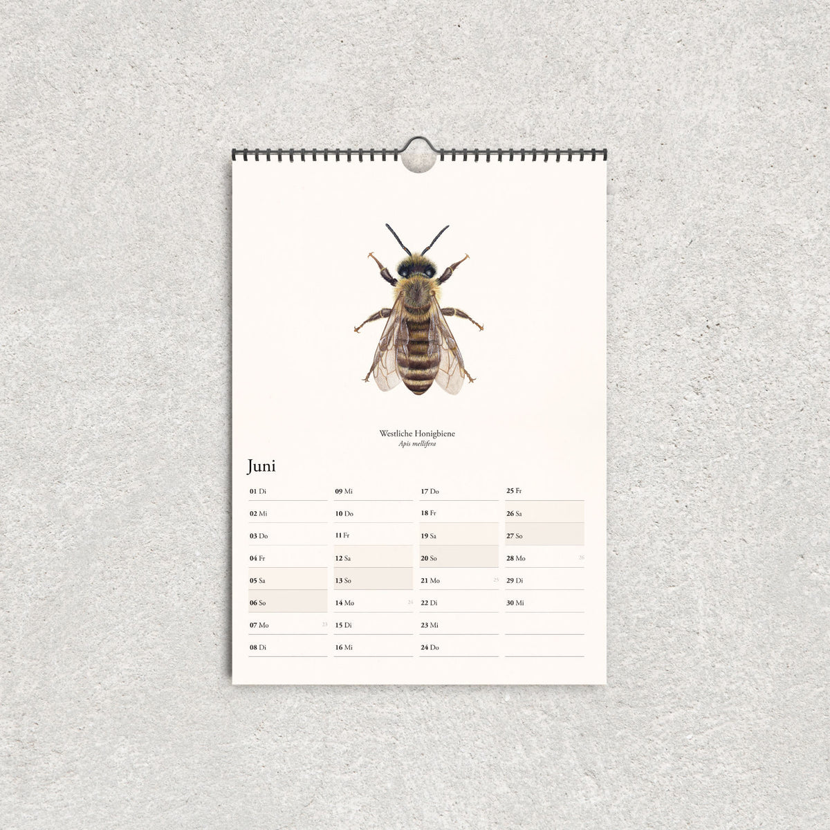 Juni im illustrierten Naturkalender 2027 mit Westlicher Honigbiene und übersichtlichem Monatskalender