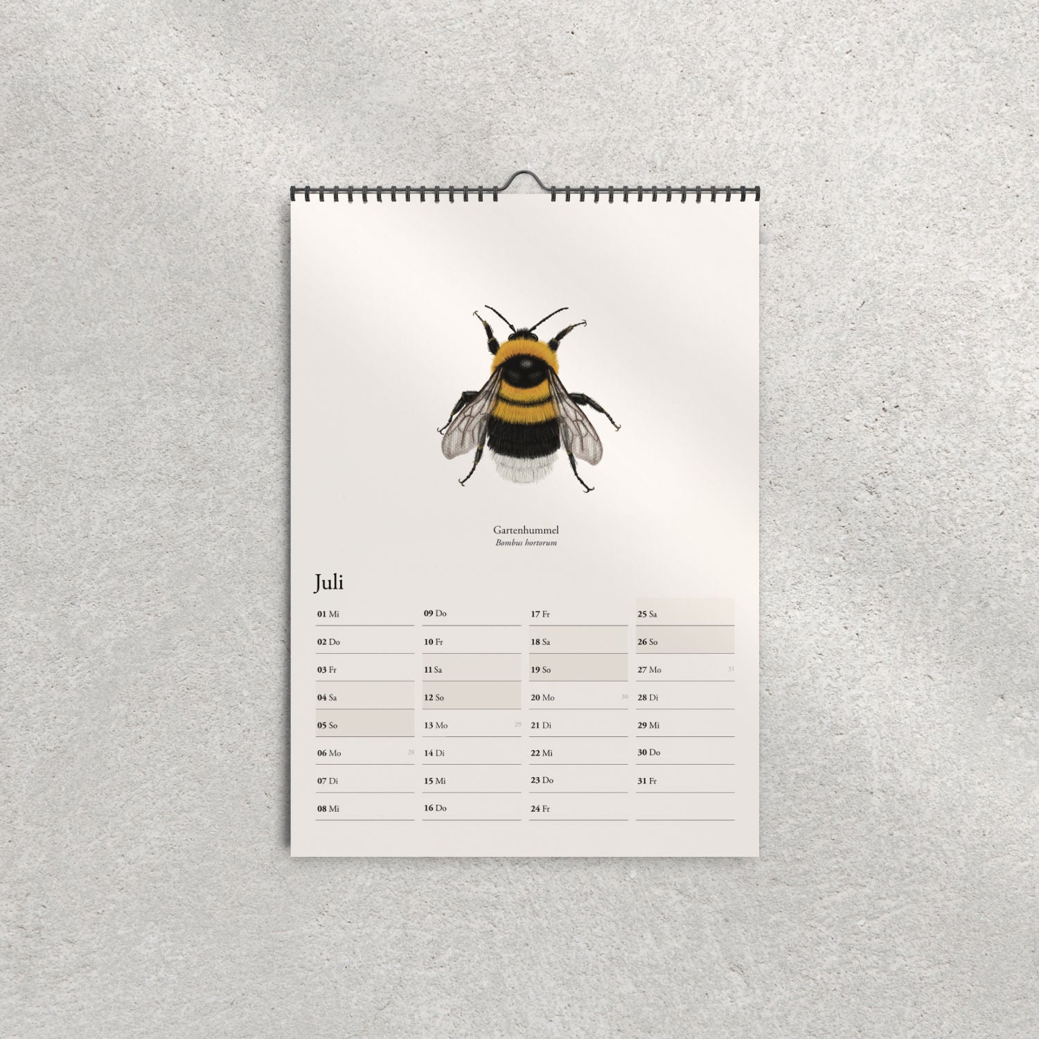 Illustration der Gartenhummel (Bombus hortorum) – Juliblatt im Hummelkalender