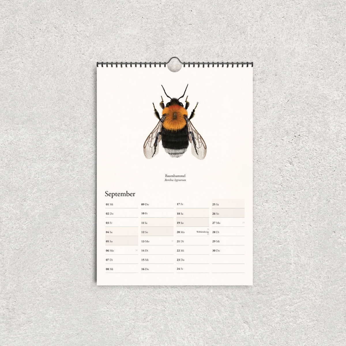 Baumhummel mit orangebraunem Brustbereich auf dem Septemberblatt des illustrierten Naturkalenders 2027