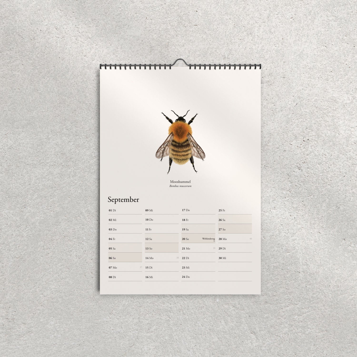 Illustration der Mooshummel (Bombus muscorum) – Septemberblatt im Hummelkalender