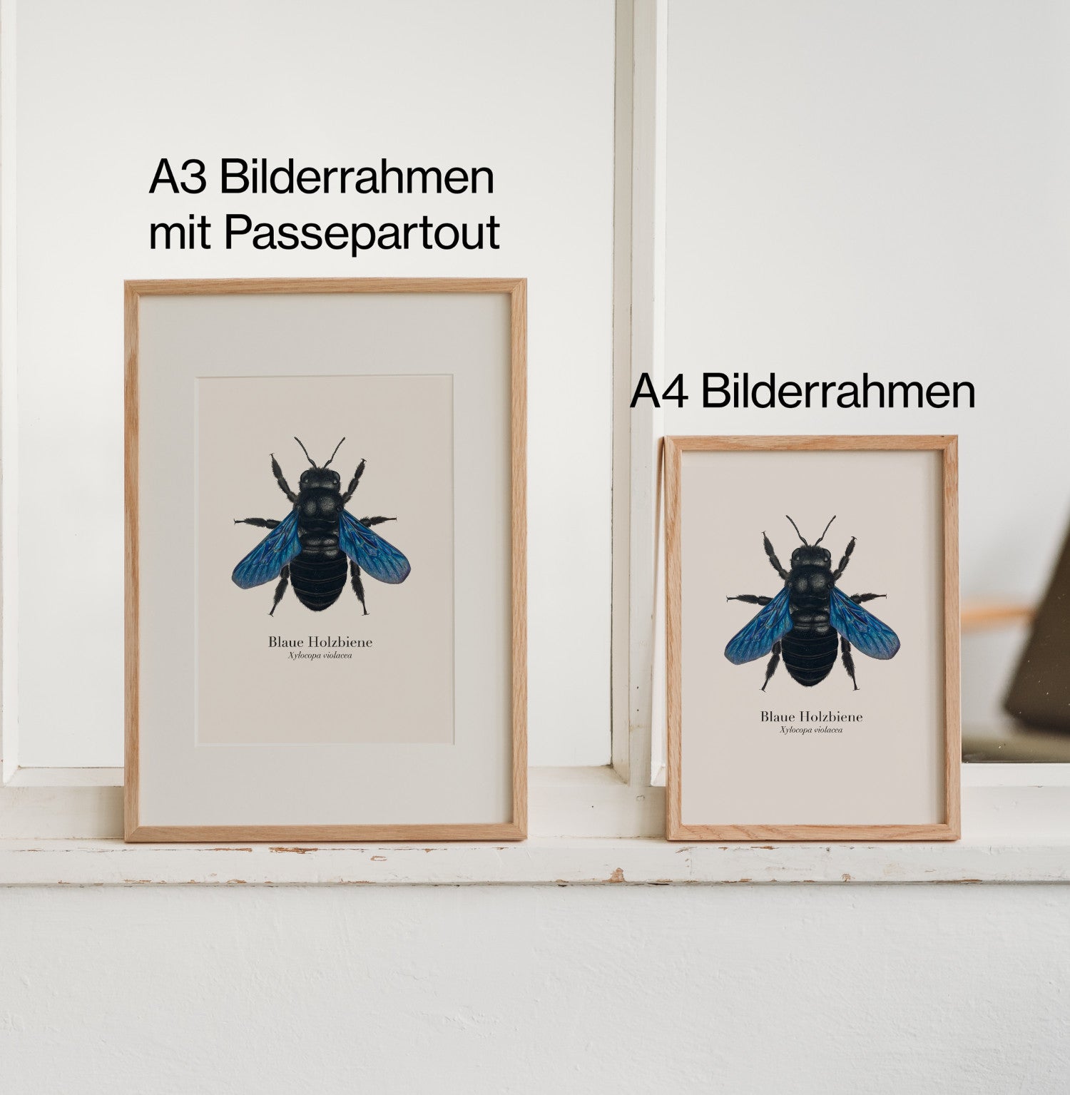 Vergleich: Blaue Holzbiene Kunstdruck im A3-Bilderrahmen mit Passepartout und im A4-Rahmen ohne Passepartout