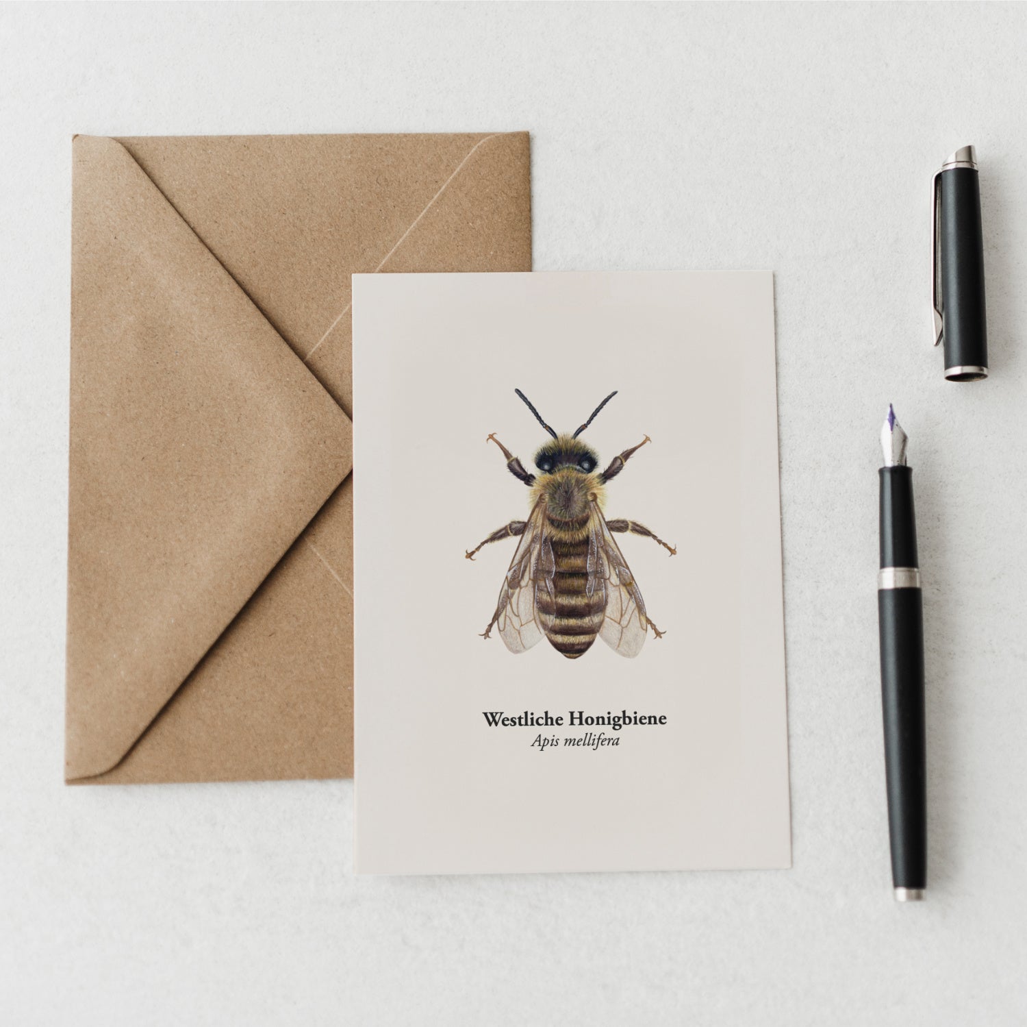Westliche Honigbiene Kunstpostkarte DIN A6 mit Kraftpapierumschlag, detailreiche Insekten Illustration von Terillu