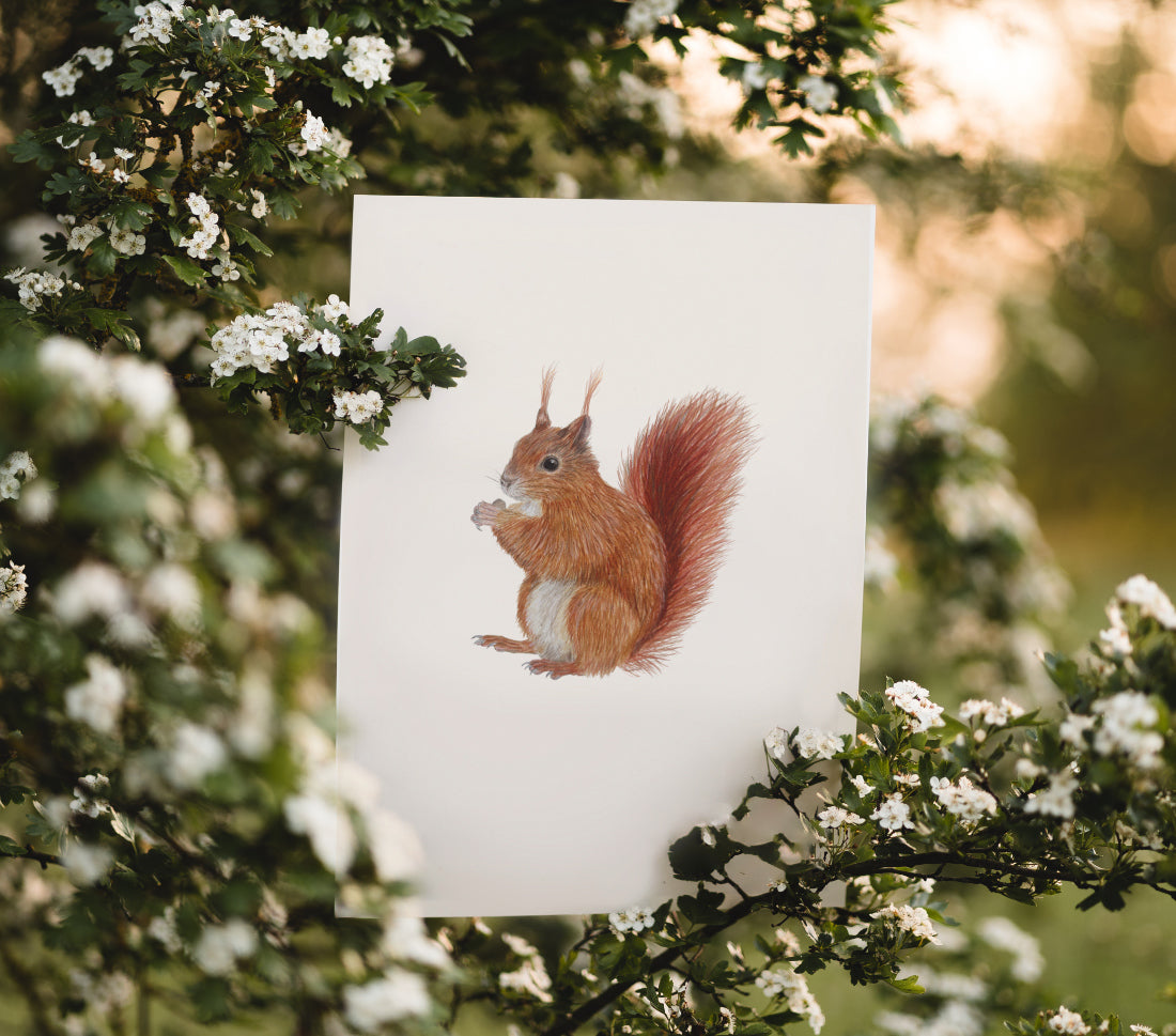 Eichhörnchen Poster zwischen blühenden Zweigen im Freien