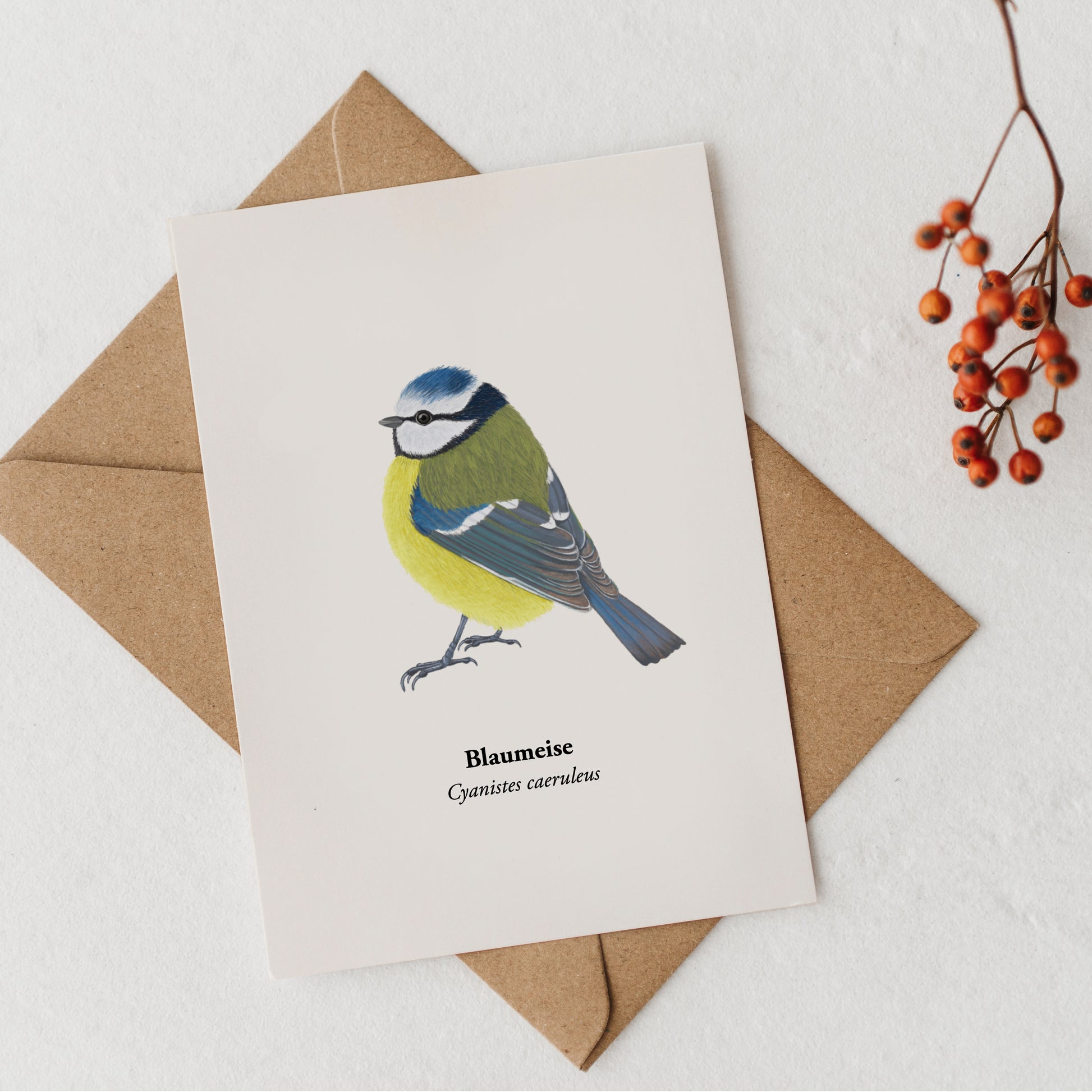 Blaumeise Illustration A6