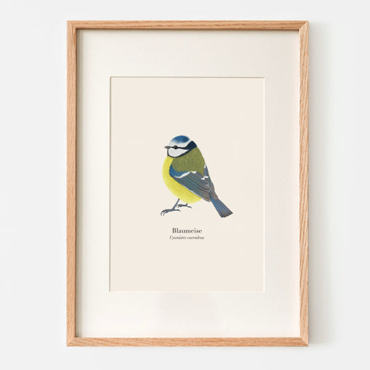 Gerahmtes Blaumeise Poster an der Wand – A4 Kunstdruck in Eichenholzrahmen