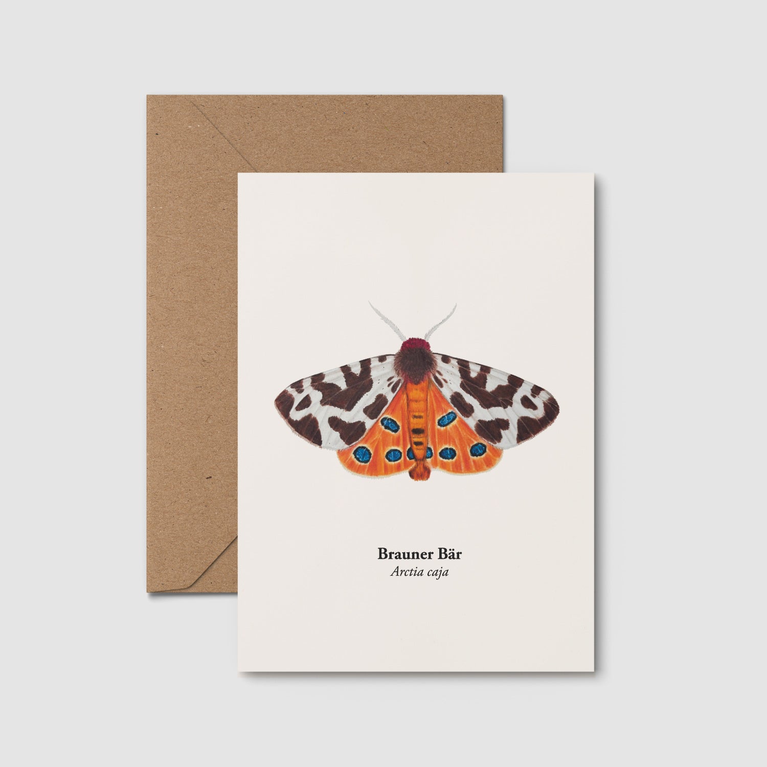 Brauner Bär Schmetterling Zeichnung – Kunstpostkarte A6, Arctia caja Illustration