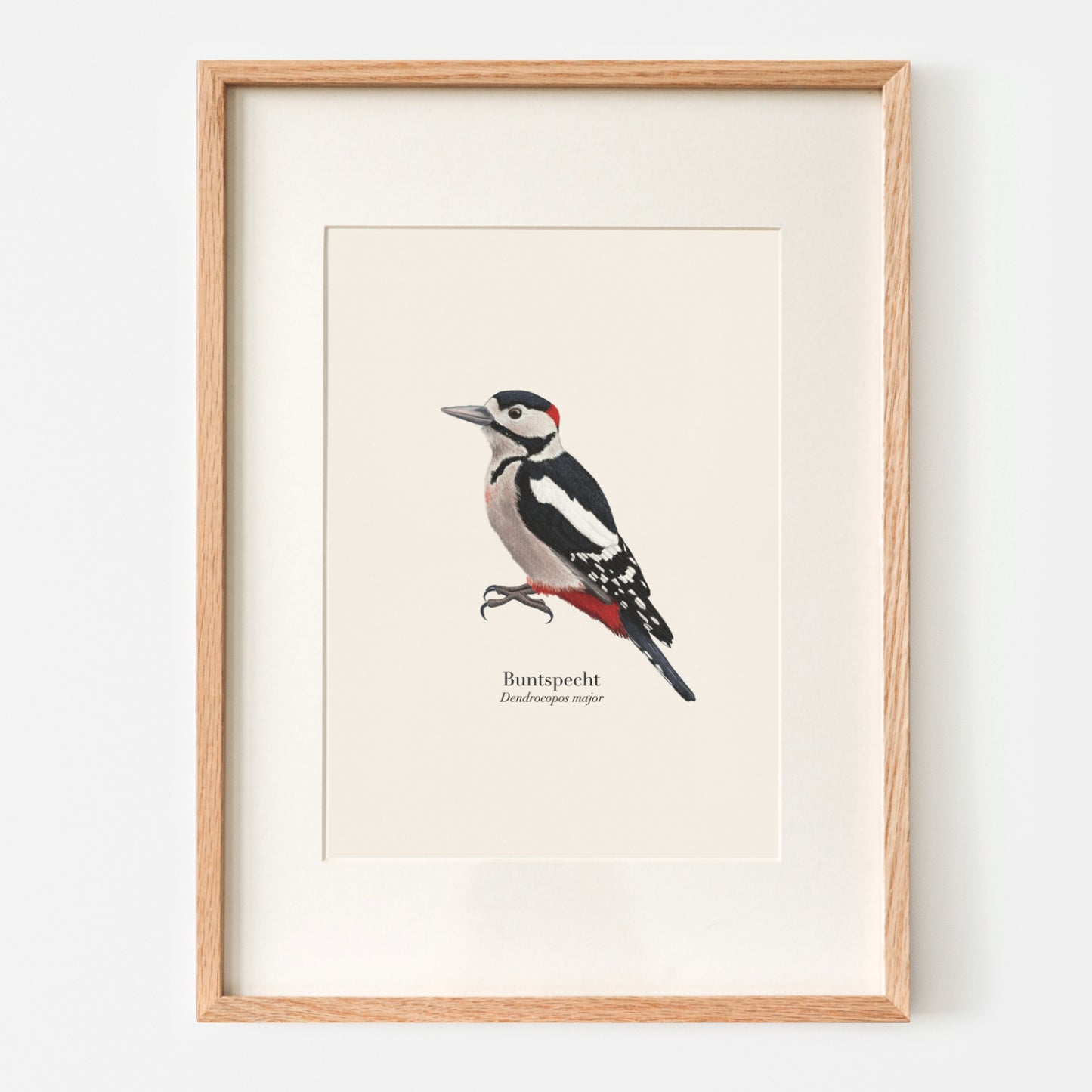 Buntspecht Illustration gerahmt mit Passepartout, Wandbild Wohnzimmer