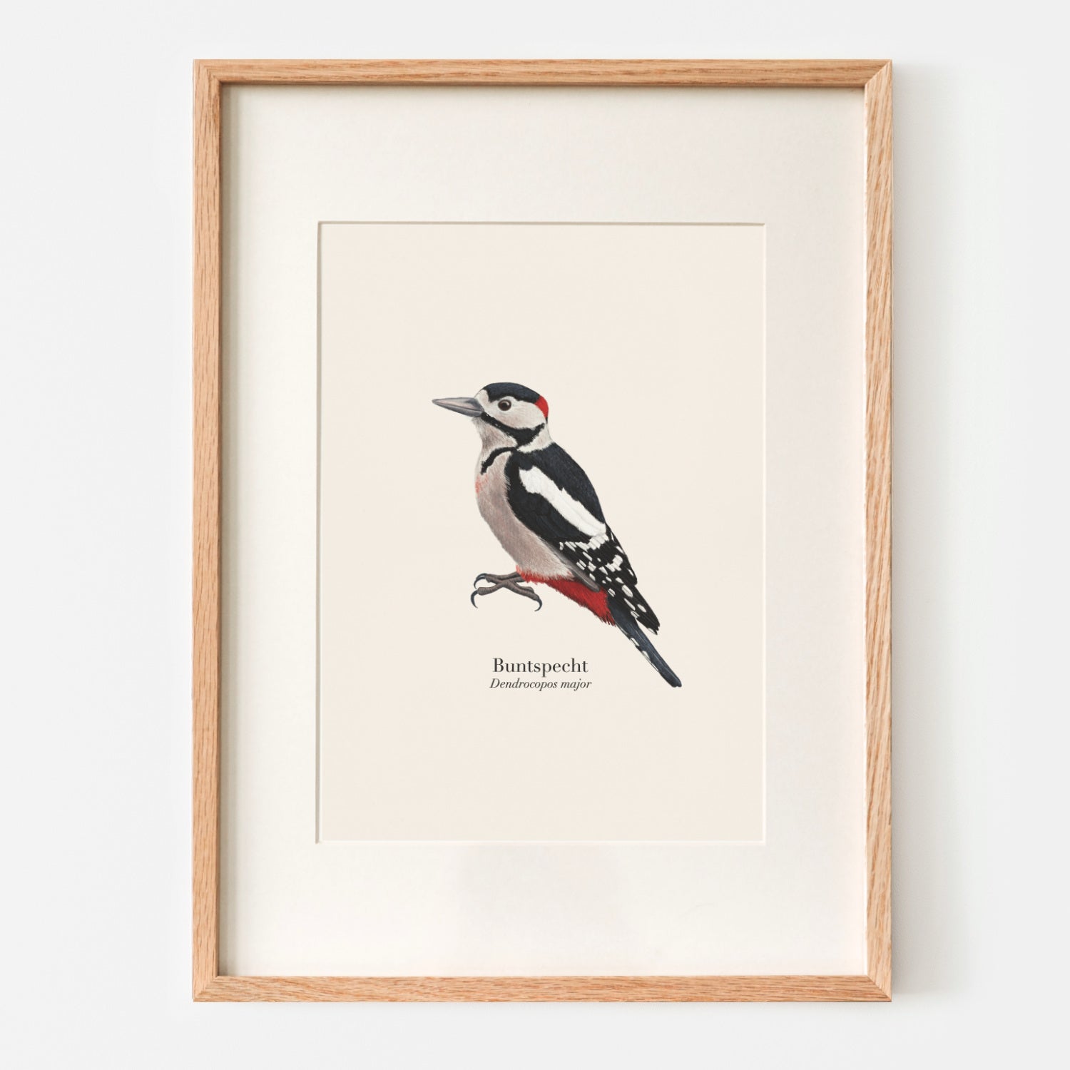 Buntspecht Illustration gerahmt mit Passepartout, Wandbild Wohnzimmer