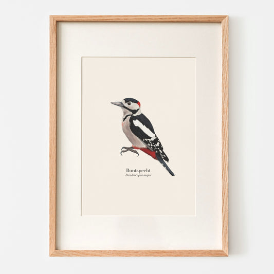 Buntspecht Illustration gerahmt mit Passepartout, Wandbild Wohnzimmer