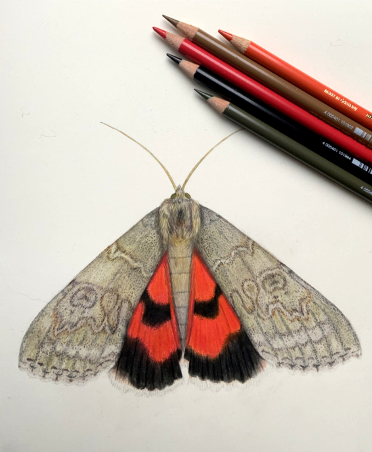 Nachtfalter Poster – nachhaltiger Kunstdruck auf FSC®-zertifiziertem Naturpapier, illustriert in Deutschland