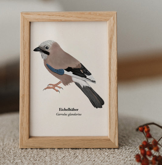 Eichelhäher Kunstpostkarte im Holzrahmen, handgezeichnete Illustration von Garrulus glandarius