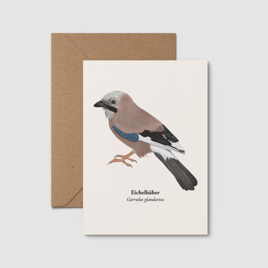  Eichelhäher Postkarte DIN A6 mit Kraftpapierumschlag, Naturpostkarte Vogel Illustration