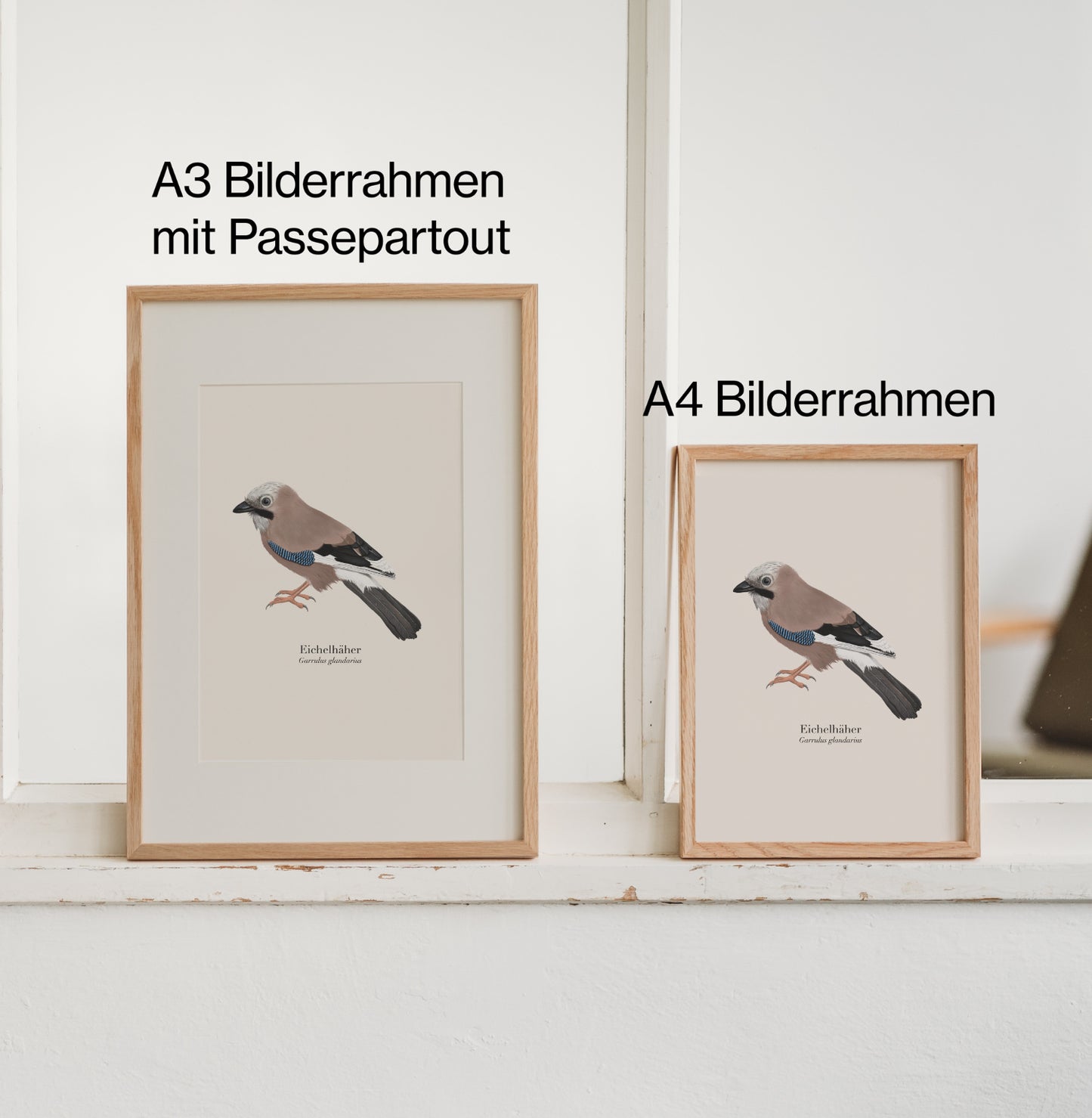 Eichelhäher Kunstdruck in A3 mit Passepartout und A4 Bilderrahmen im Größenvergleich