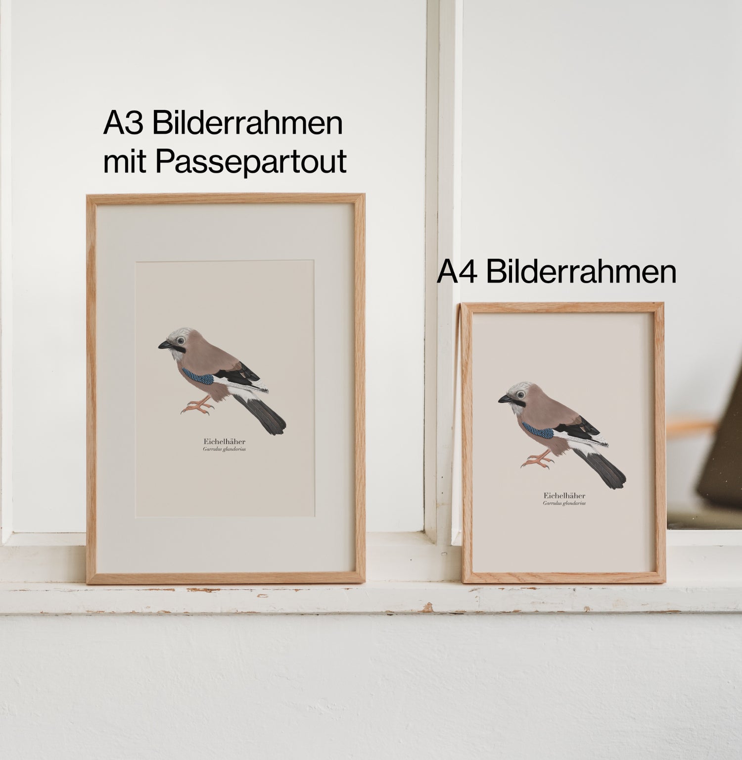 Eichelhäher Kunstdruck in A3 mit Passepartout und A4 Bilderrahmen im Größenvergleich